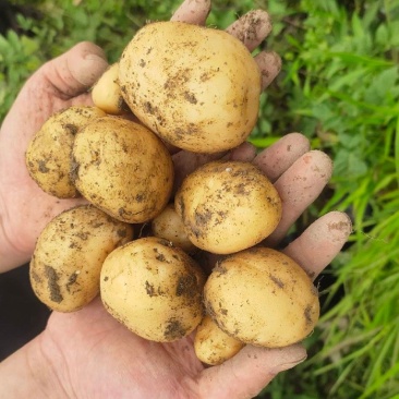 新鲜黄皮黄心马尔科土豆高山农家散种软糯香面回香味较强恩施