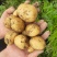 新鲜黄皮黄心马尔科土豆高山农家散种软糯香面回香味较强恩施