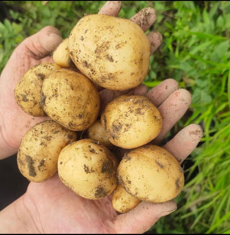 新鲜黄皮黄心马尔科土豆高山农家散种软糯香面回香味较强恩施