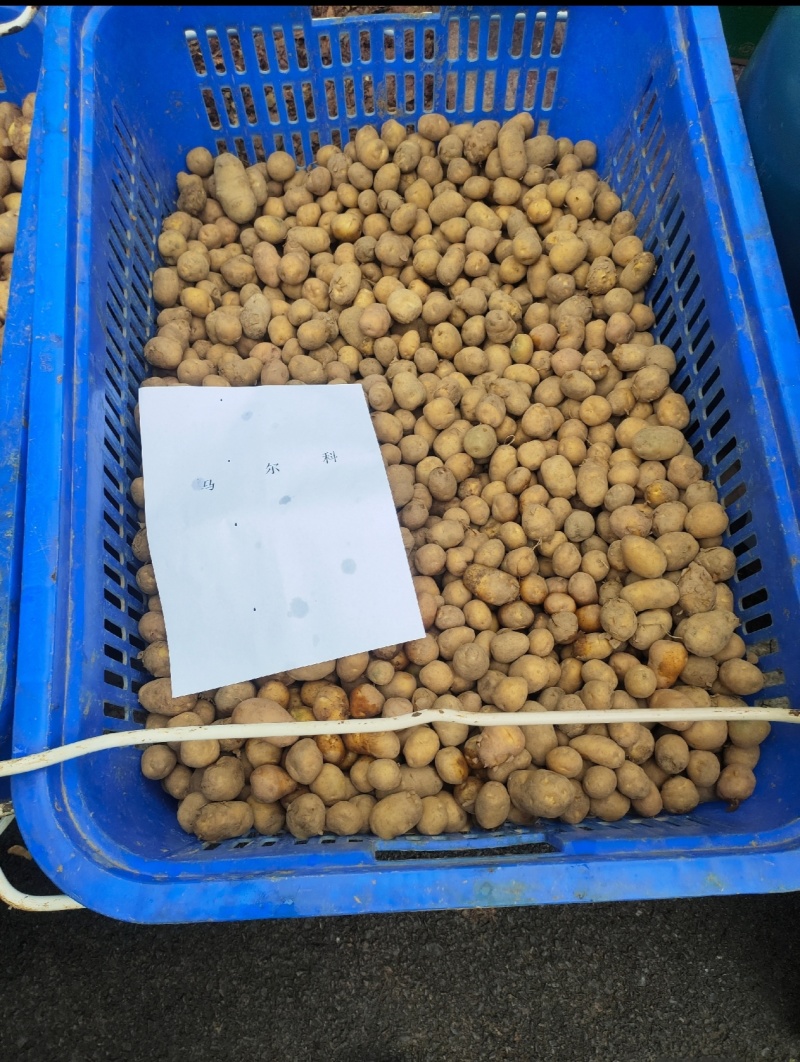 新鲜黄皮黄心马尔科土豆高山农家散种软糯香面回香味较强恩施