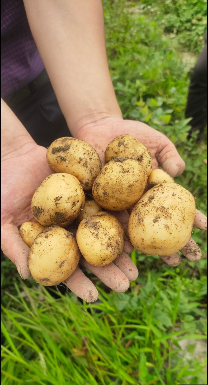 新鲜黄皮黄心马尔科土豆高山农家散种软糯香面回香味较强恩施