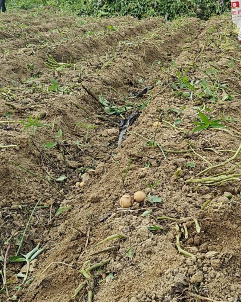 新鲜黄皮黄心马尔科土豆高山农家散种软糯香面回香味较强恩施