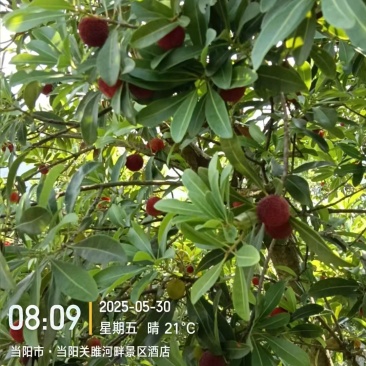 东魁杨梅，基地直采