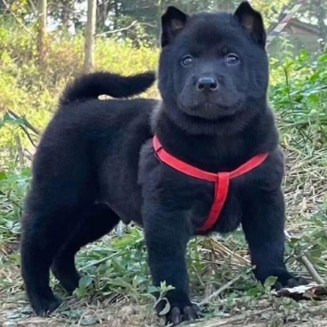 广西五黑犬土猎犬黑色幼犬黑色狗狗赶山犬五黑犬猎犬幼崽