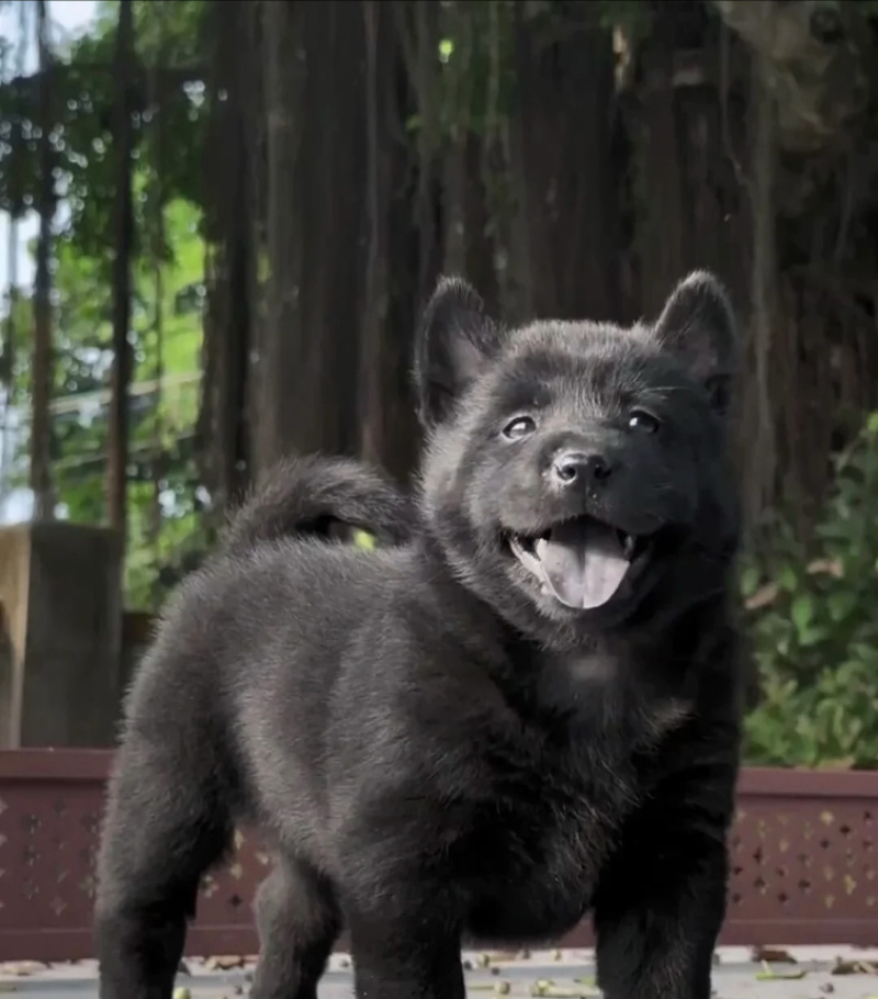 广西五黑犬土猎犬黑色幼犬黑色狗狗赶山犬五黑犬猎犬幼崽
