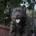 广西五黑犬土猎犬黑色幼犬黑色狗狗赶山犬五黑犬猎犬幼崽