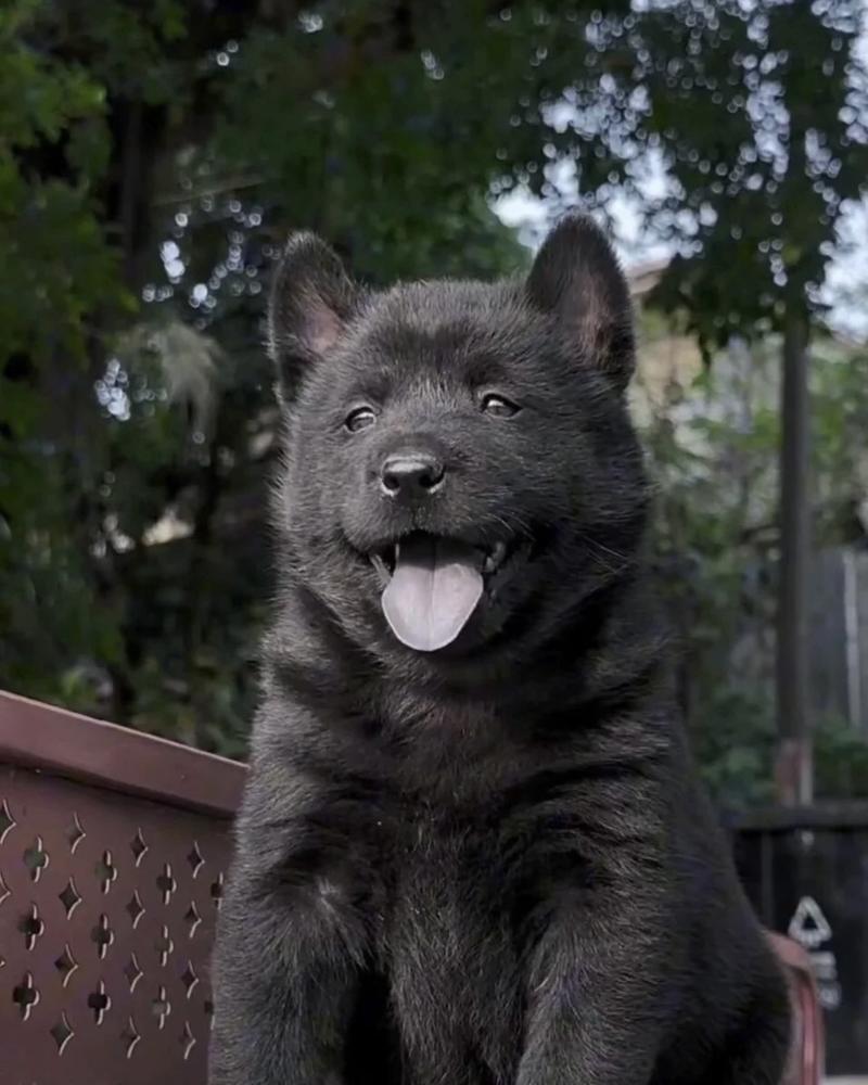 广西五黑犬土猎犬黑色幼犬黑色狗狗赶山犬五黑犬猎犬幼崽