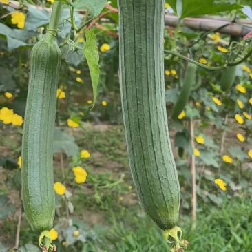 丝瓜