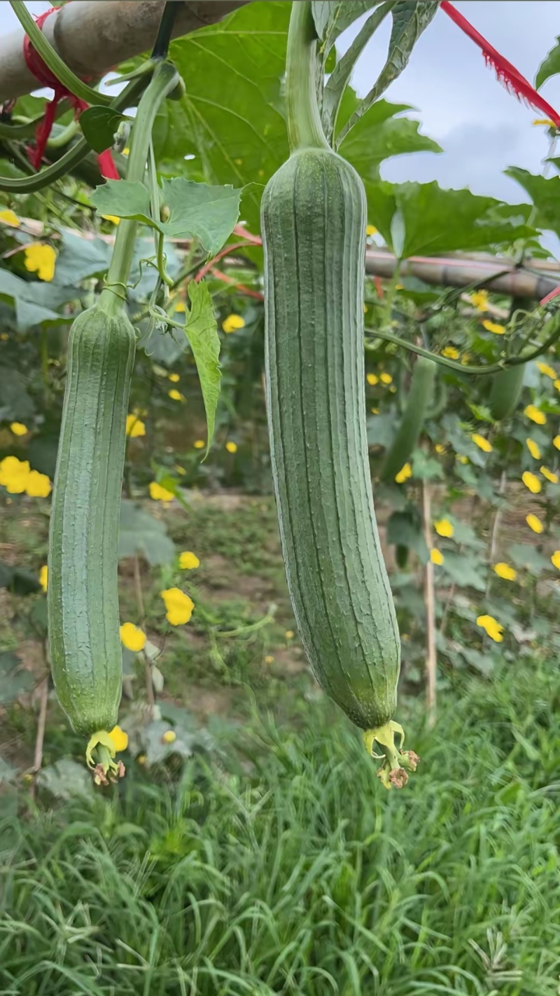 丝瓜