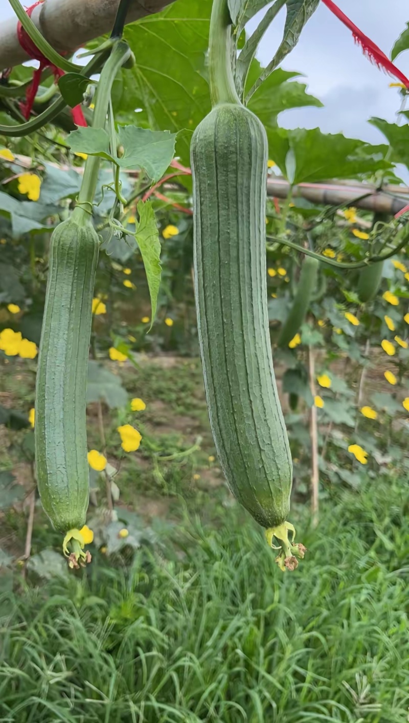 丝瓜