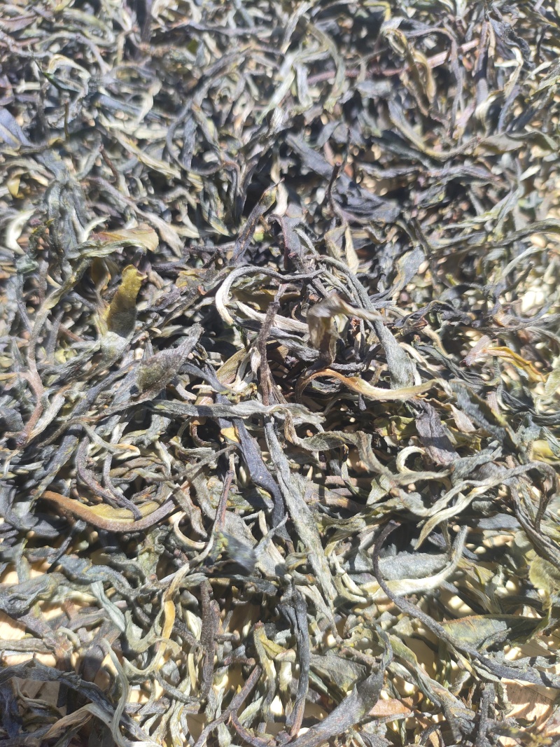 云南普洱生茶