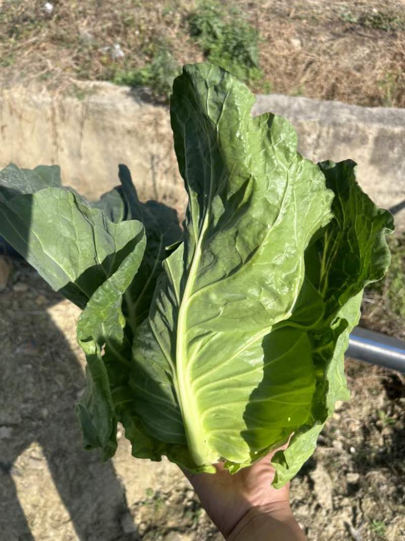 精品牛心