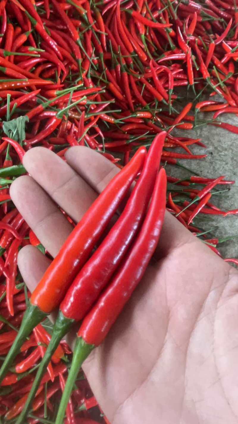 精品米椒