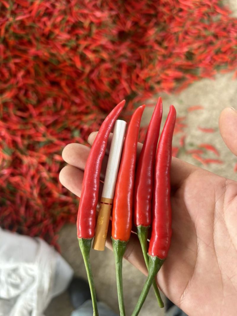 精品米椒