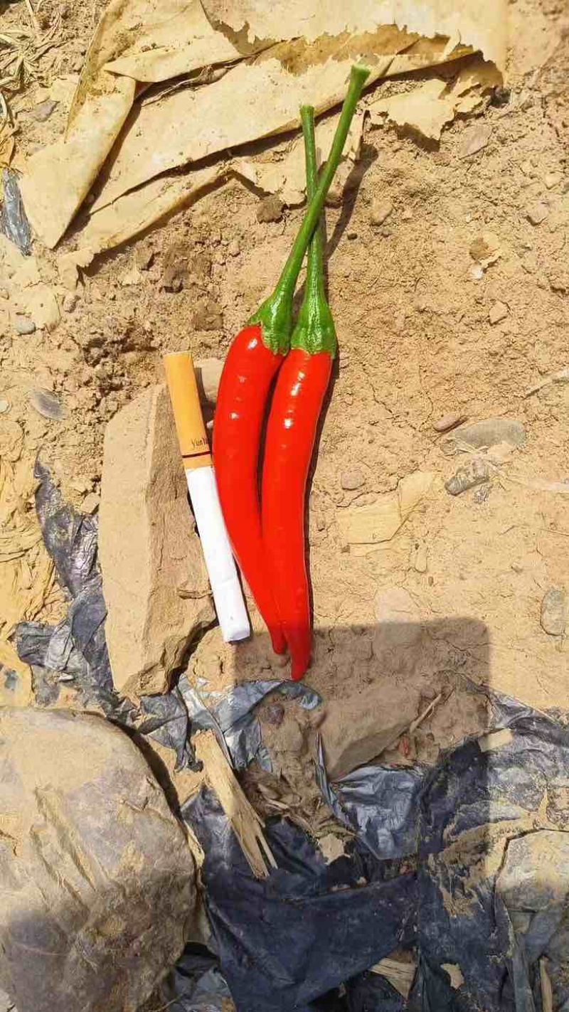 精品米椒