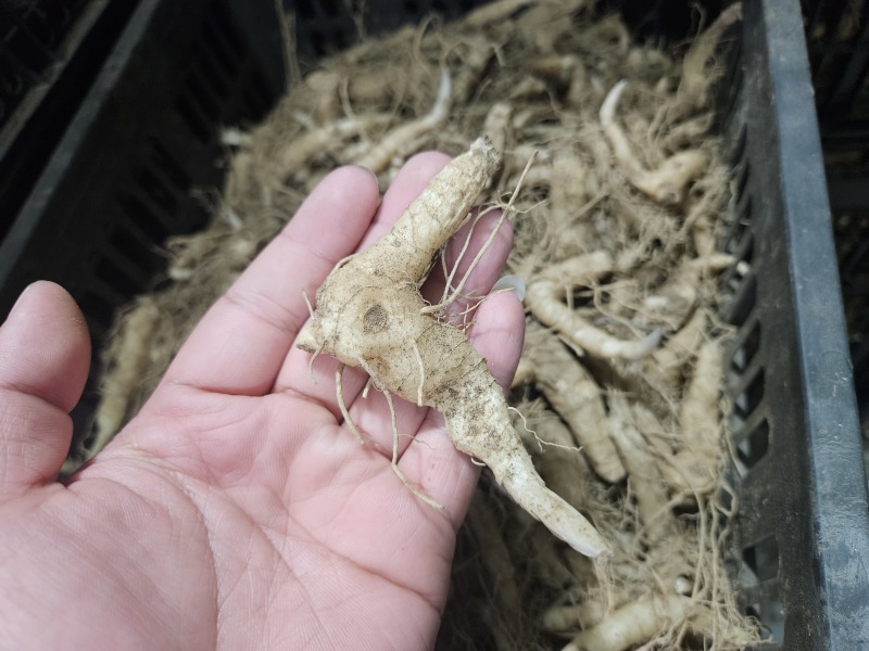 鸡头黄精载子，3000来斤，给钱就卖！！