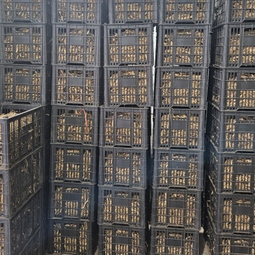 鸡头黄精载子，3000来斤，给钱就卖！！