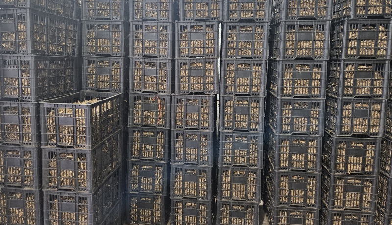 鸡头黄精载子，3000来斤，给钱就卖！！