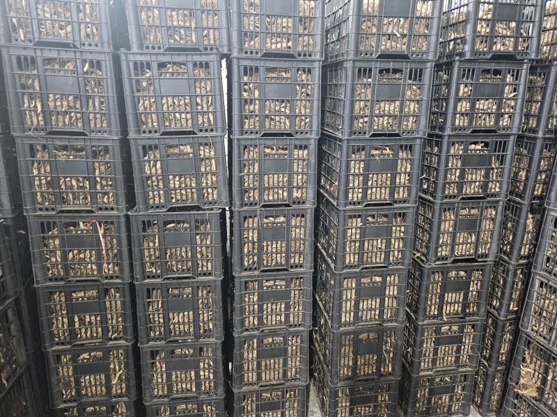 鸡头黄精载子，3000来斤，给钱就卖！！