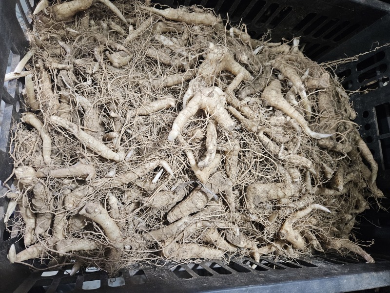 鸡头黄精载子，3000来斤，给钱就卖！！