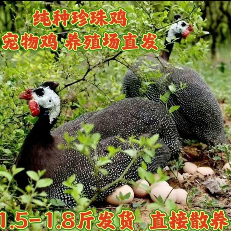 农家散养，养殖场直发可以长到4～5斤