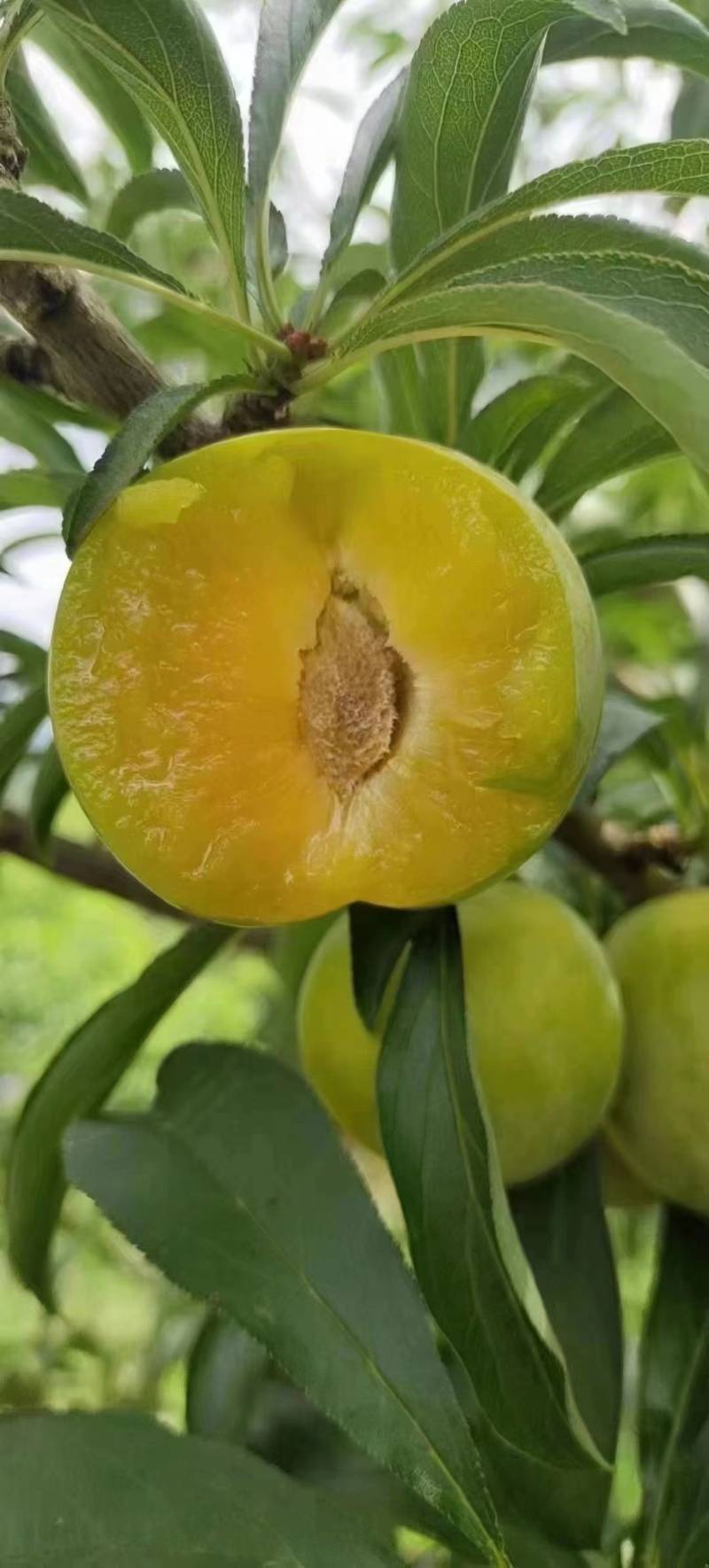 贵州蜂糖李
