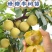 贵州蜂糖李