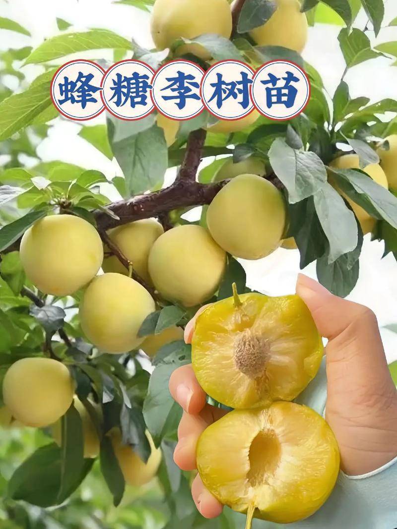 贵州蜂糖李