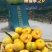 贵州蜂糖李