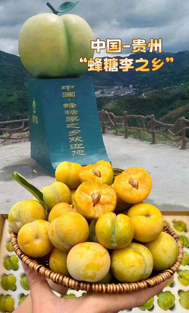 贵州蜂糖李