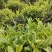 南涧高山茗茶