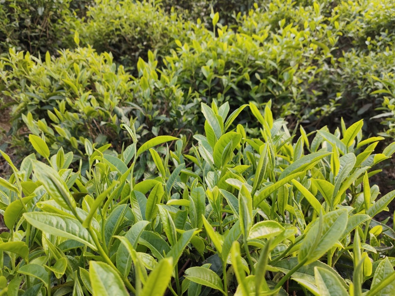 南涧高山茗茶