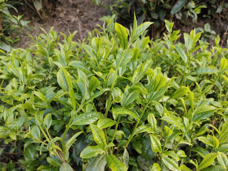 南涧高山茗茶