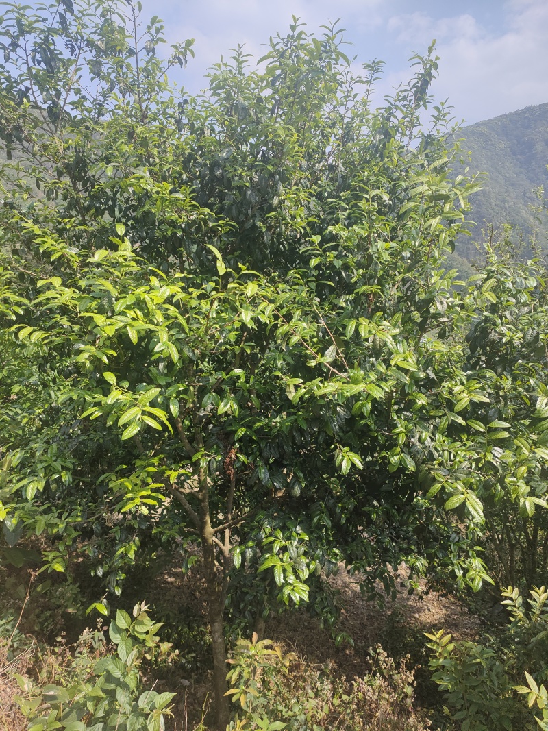 南涧高山茗茶