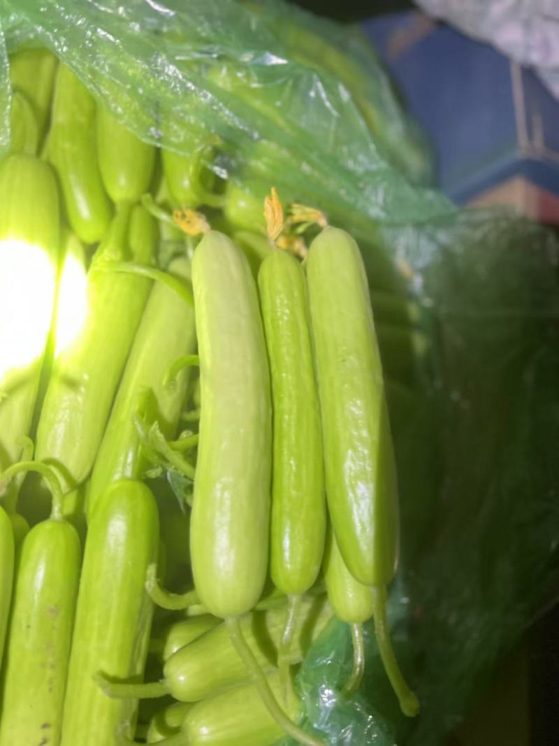 唐山奶油黄瓜