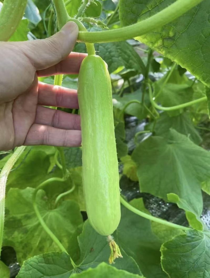 唐山奶油黄瓜