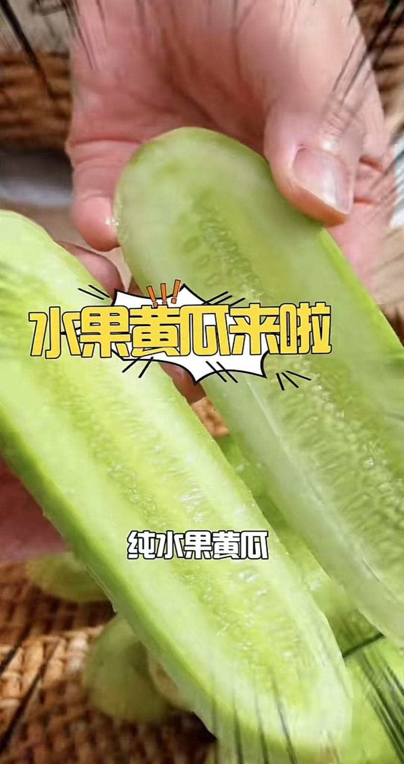 唐山奶油黄瓜