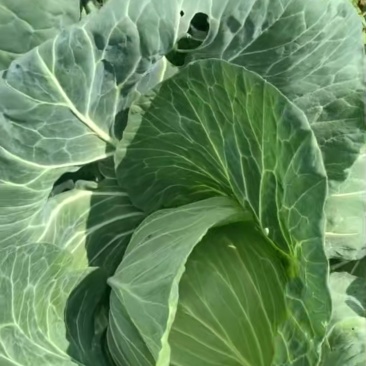 棉花白