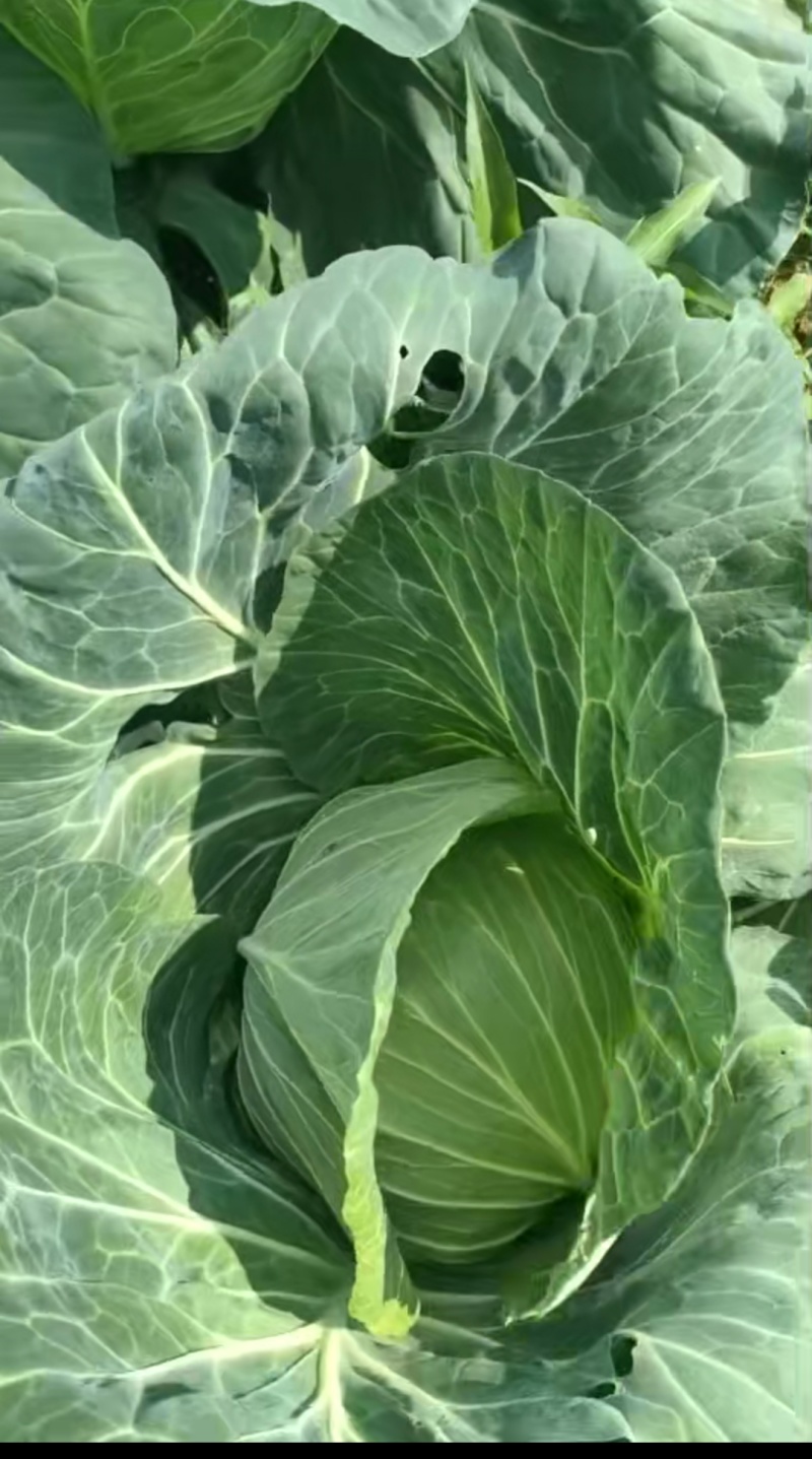 棉花白