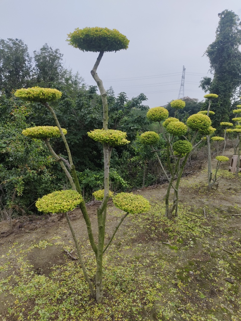 多杆亮晶女贞，有球型，有云片，密度好