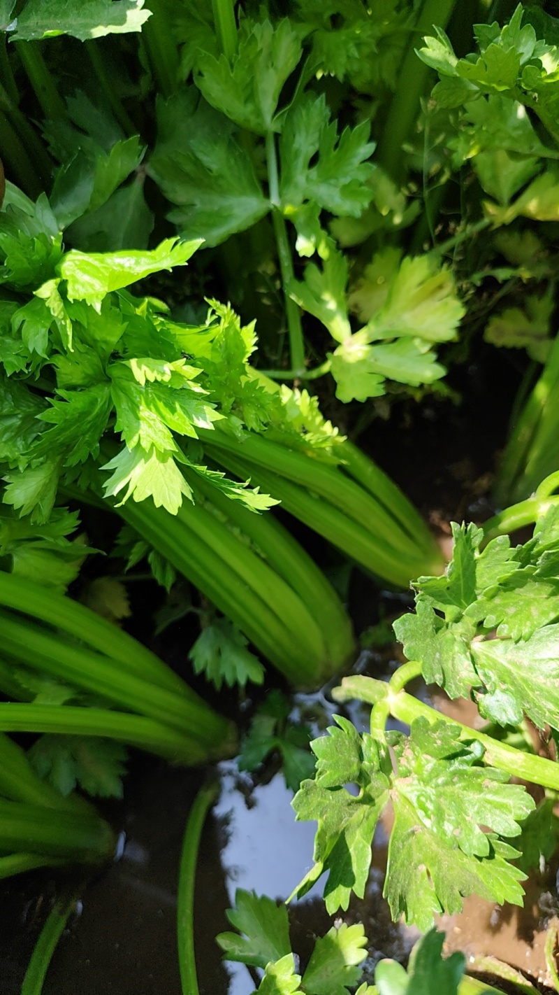 陆地芹菜上市了