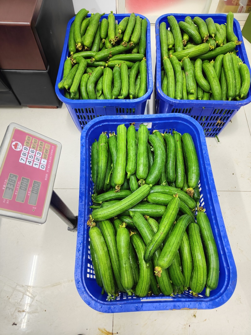 丝瓜条