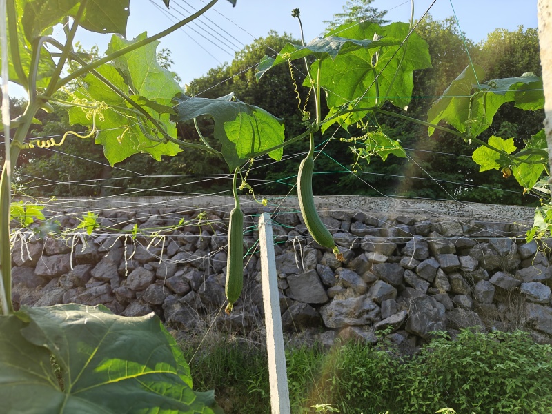 丝瓜条