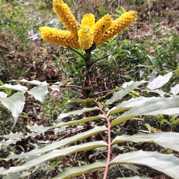 土黄连