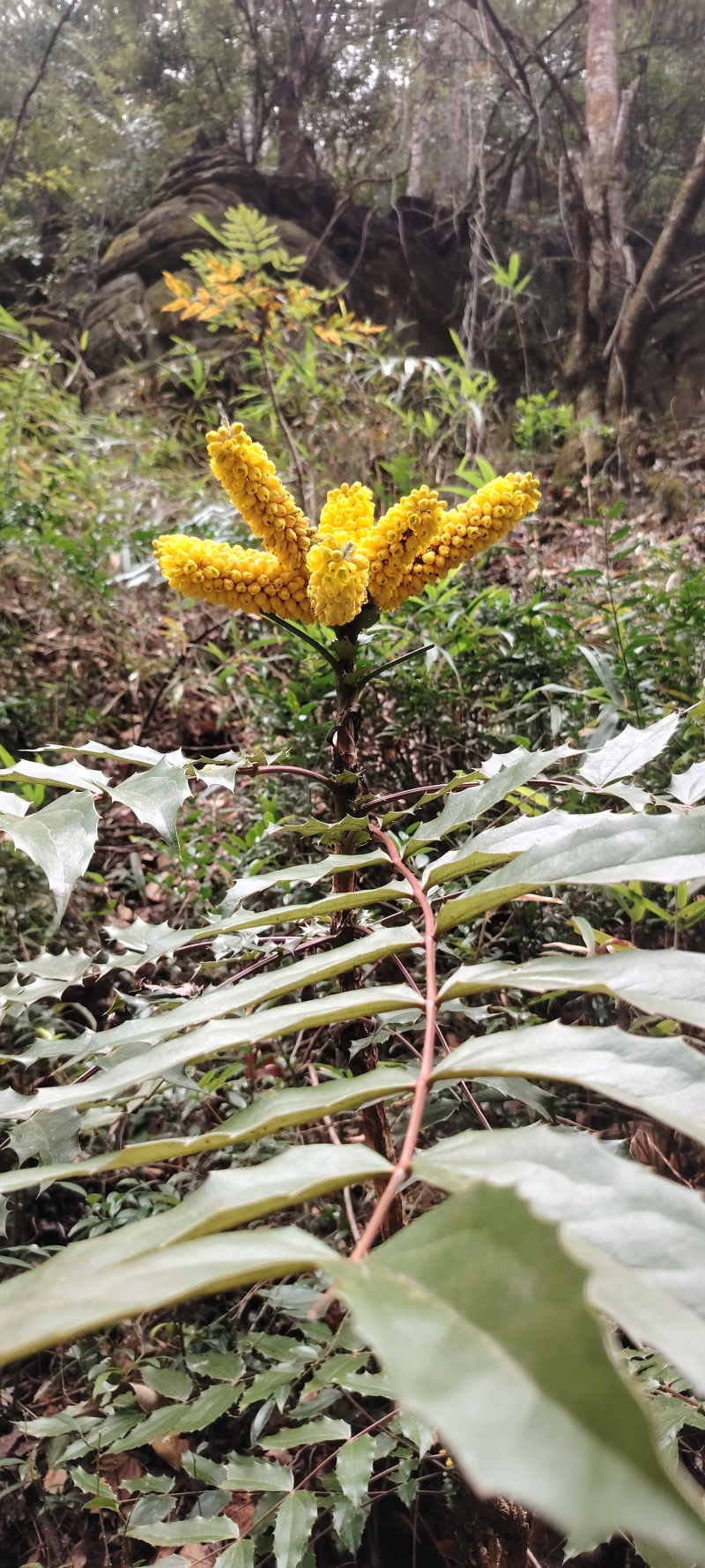 土黄连