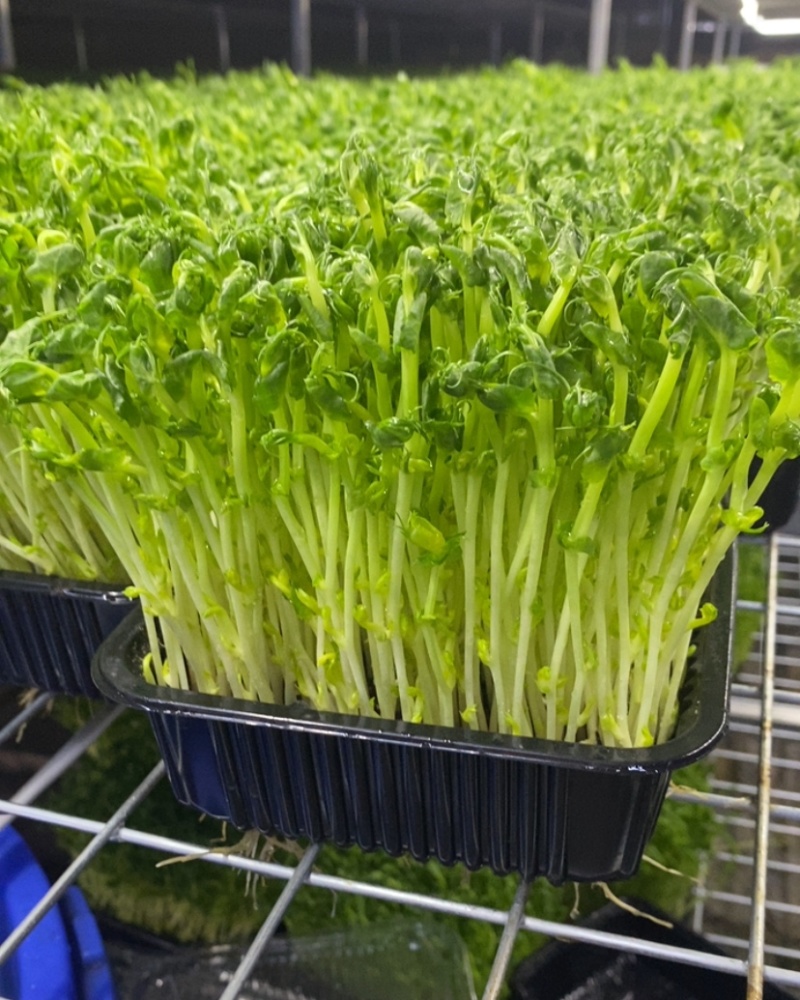 无土栽培豌豆芽