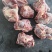 新到万盛棒骨头，带肉多达60%，一块5两左右。