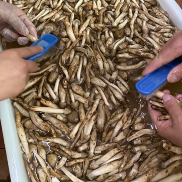 荔枝菌
