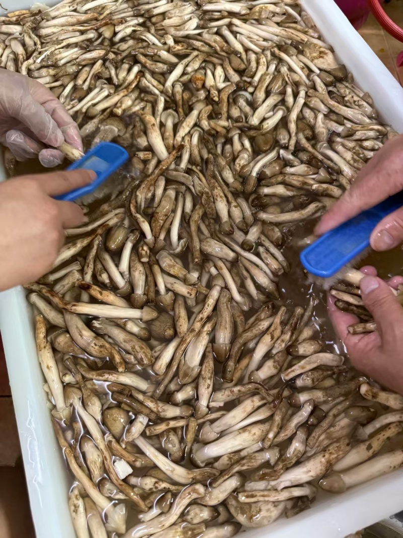 荔枝菌