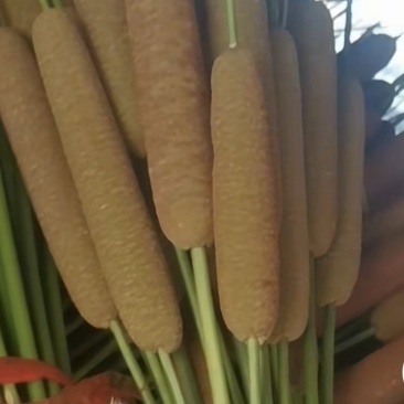 蒲棒